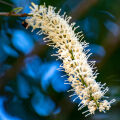 Macadamia Flower